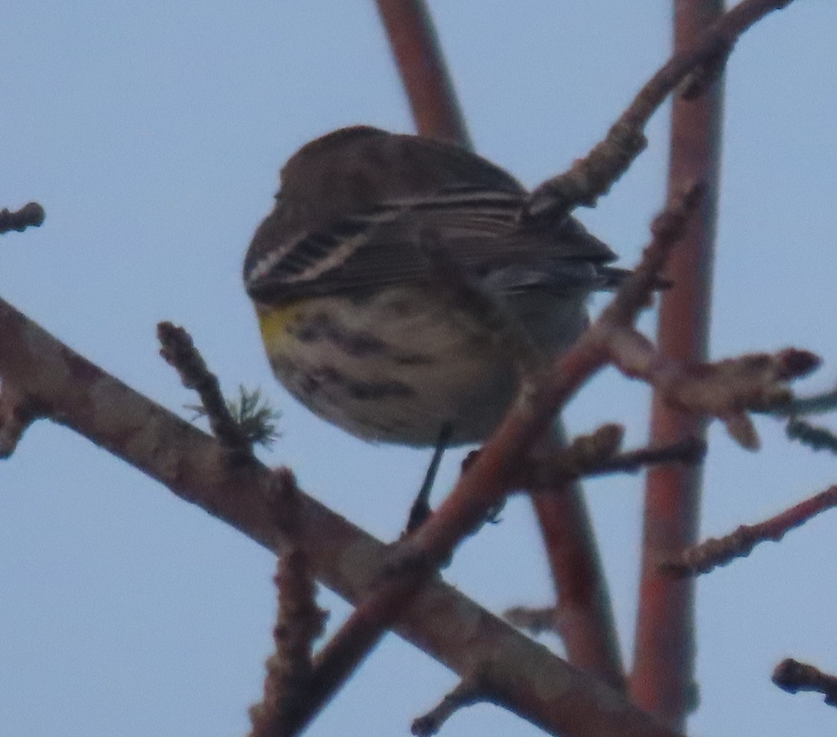 Yellow-rumped Warbler (Myrtle) - ML629411985