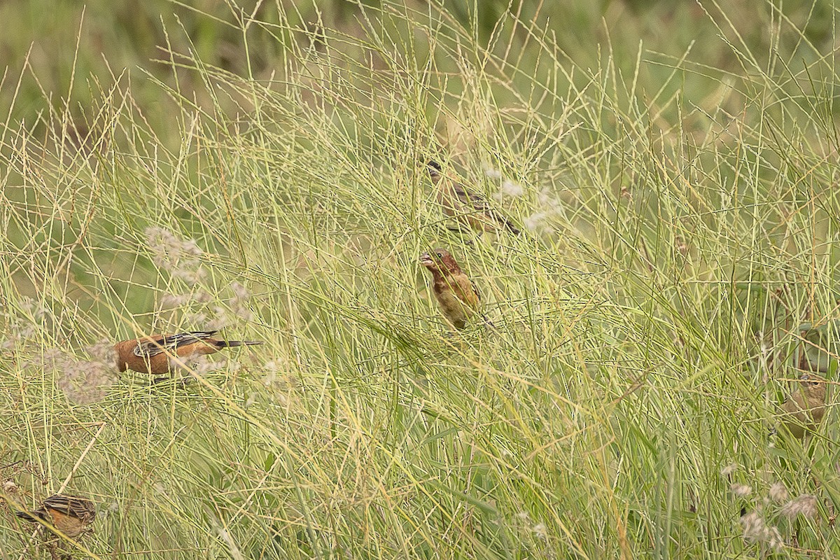 Tawny-bellied Seedeater - ML629411993