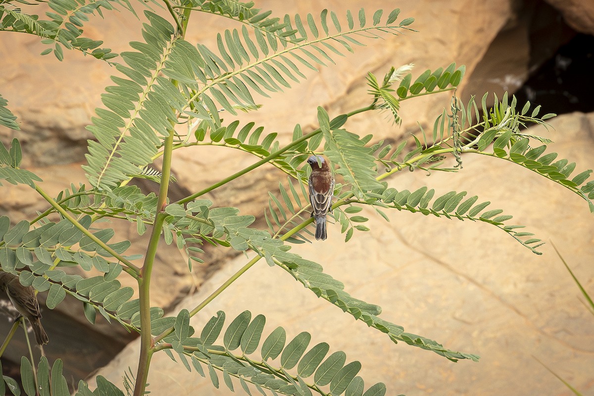 Chestnut Seedeater - ML629412005