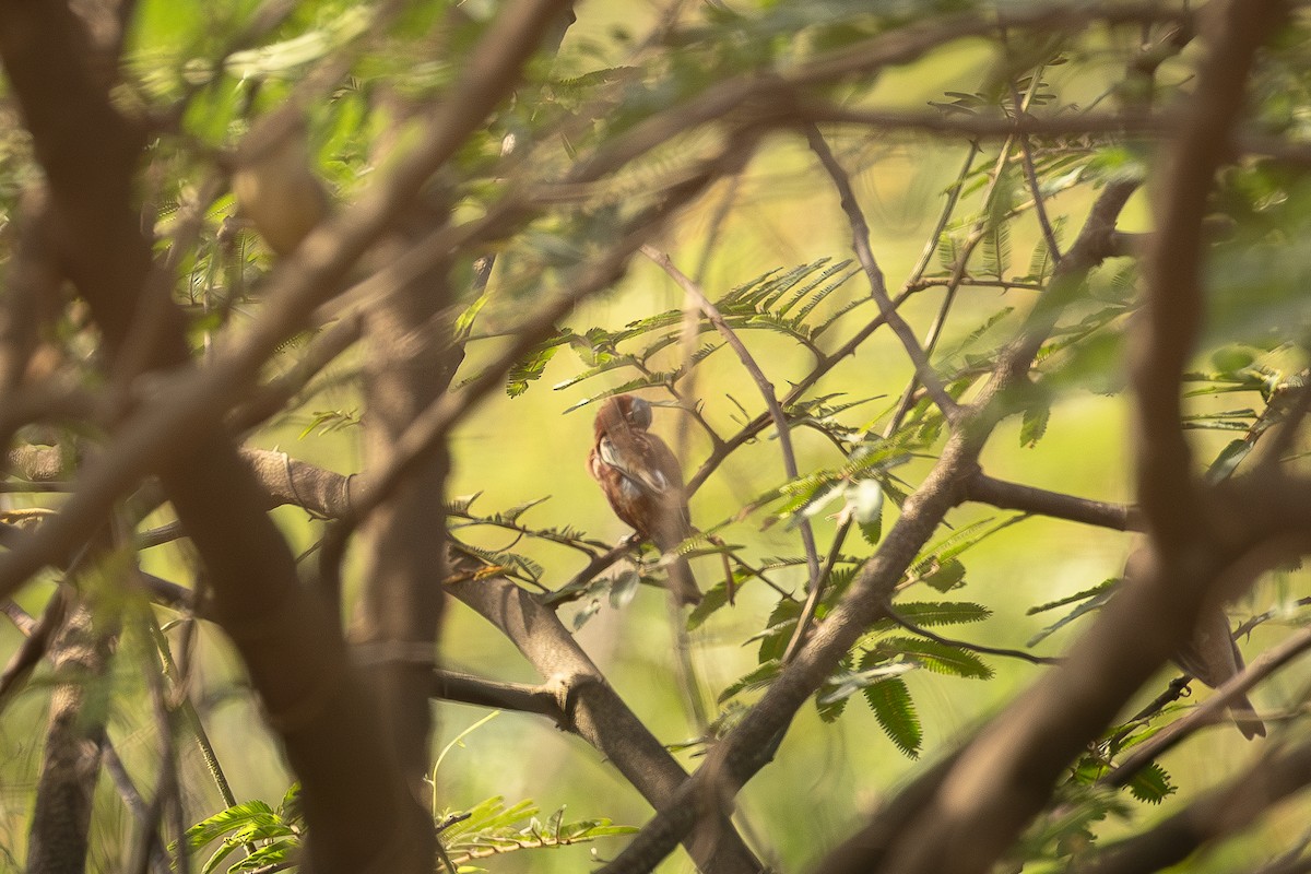 Chestnut Seedeater - ML629412006