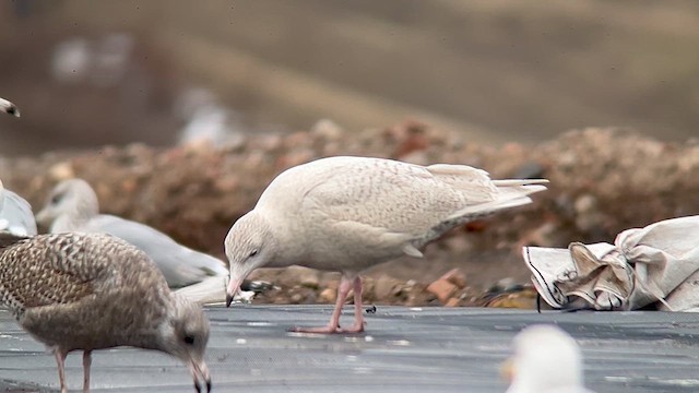 Glaucous Gull - ML629412364