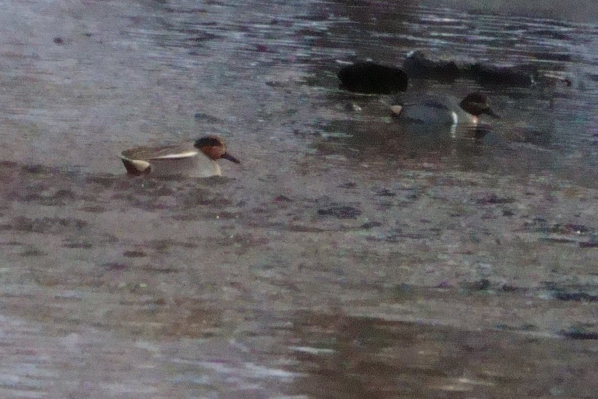 Zertzeta arrunta (eurasiarra) - ML629412366