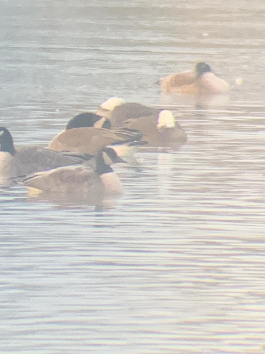 Snow Goose - ML629412406