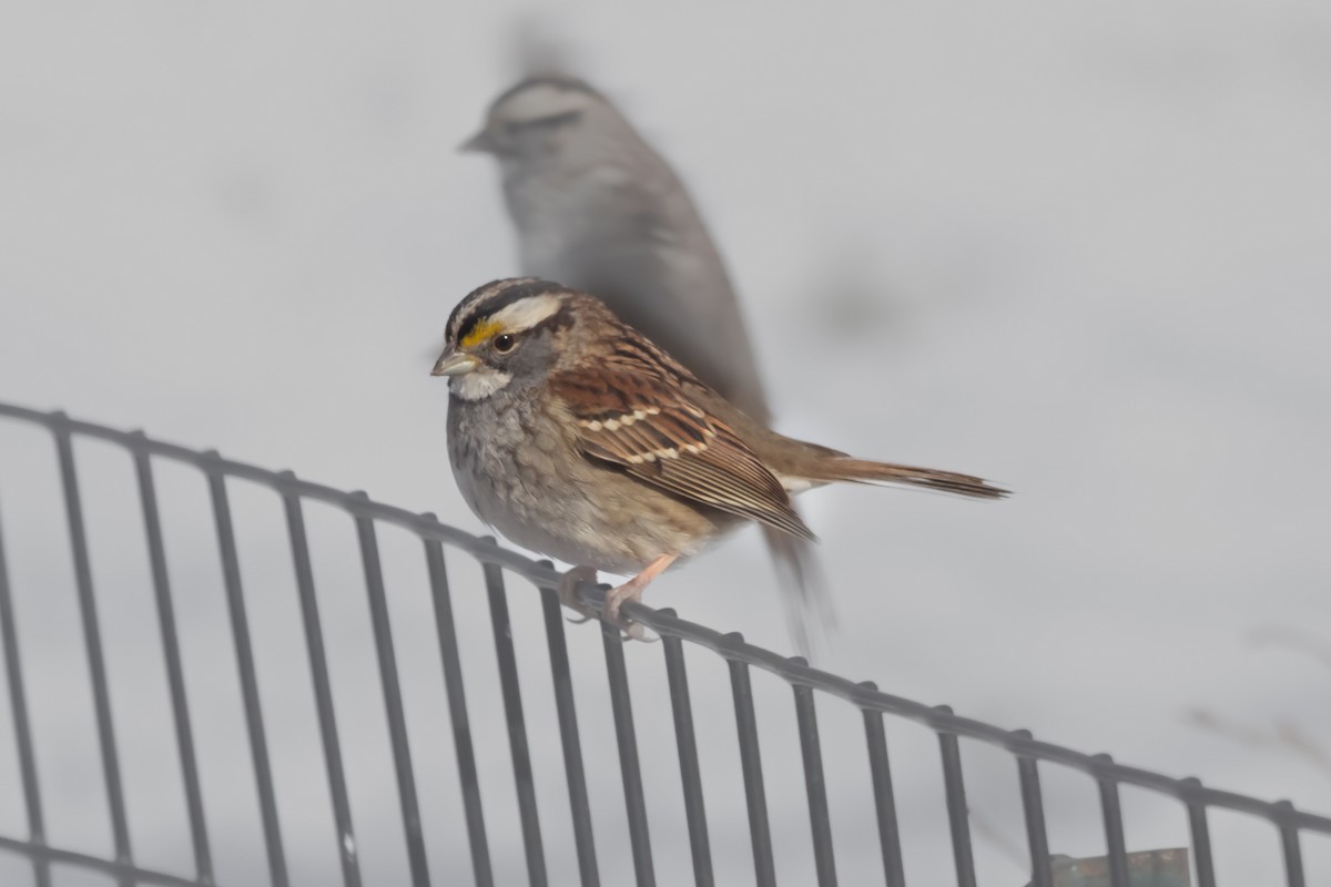 White-throated Sparrow - ML629412492