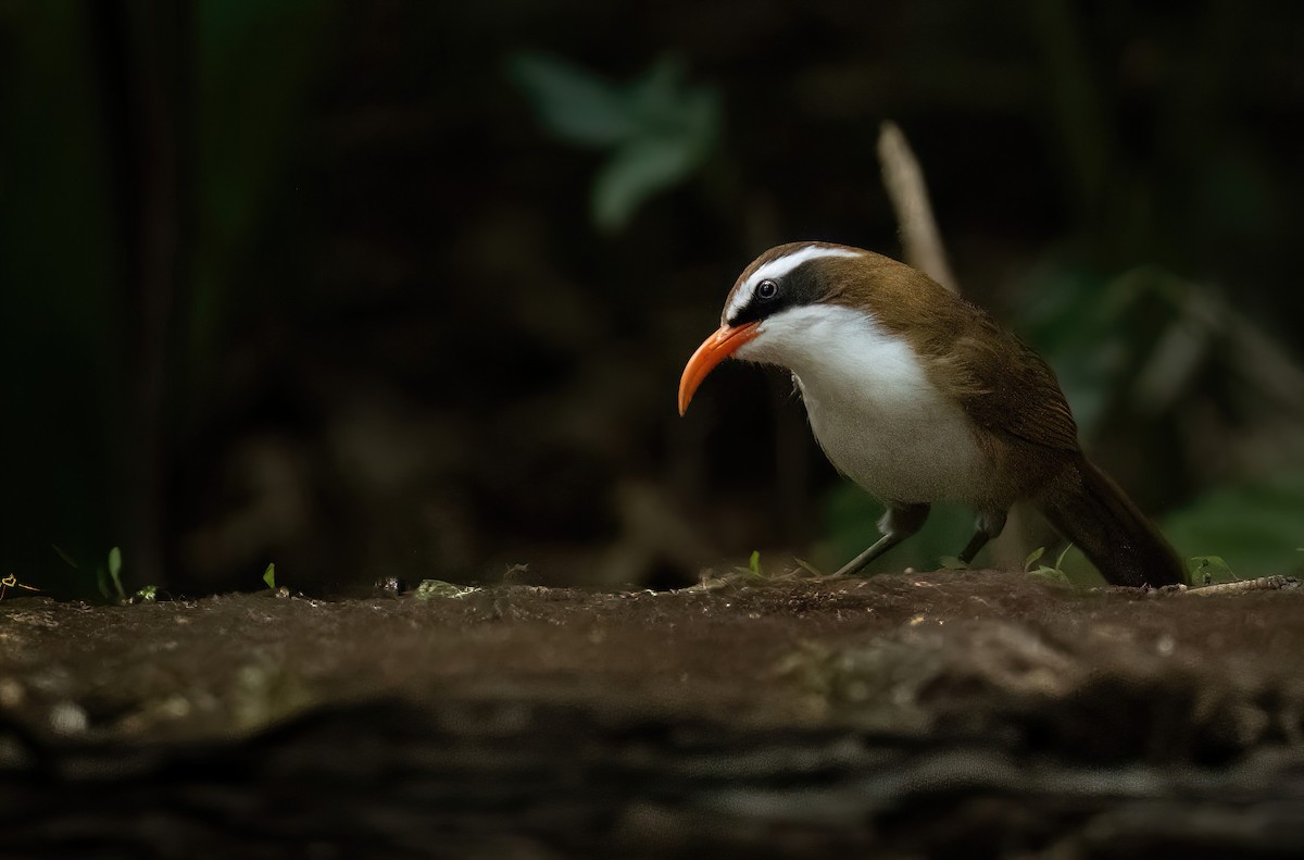 Red-billed Scimitar-Babbler - ML629412502