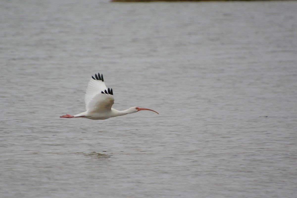White Ibis - ML629412506