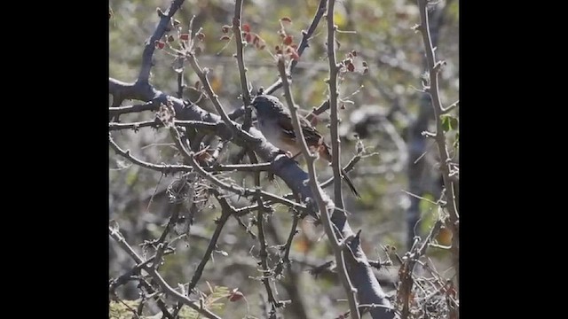 Bridled Sparrow - ML629412539