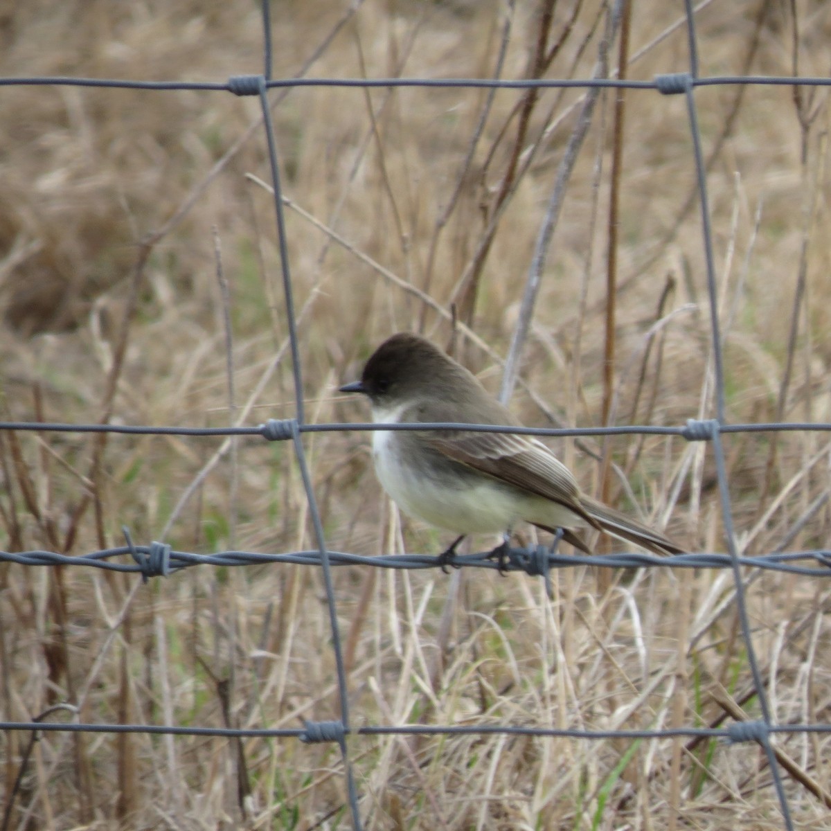 Eastern Phoebe - ML629412603
