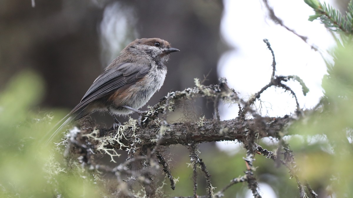 Boreal Chickadee - Daniel Jauvin