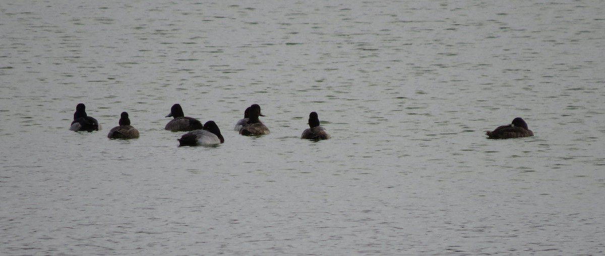 Ring-necked Duck - ML629412659