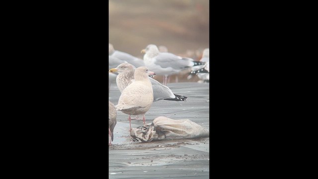 Glaucous Gull - ML629412668