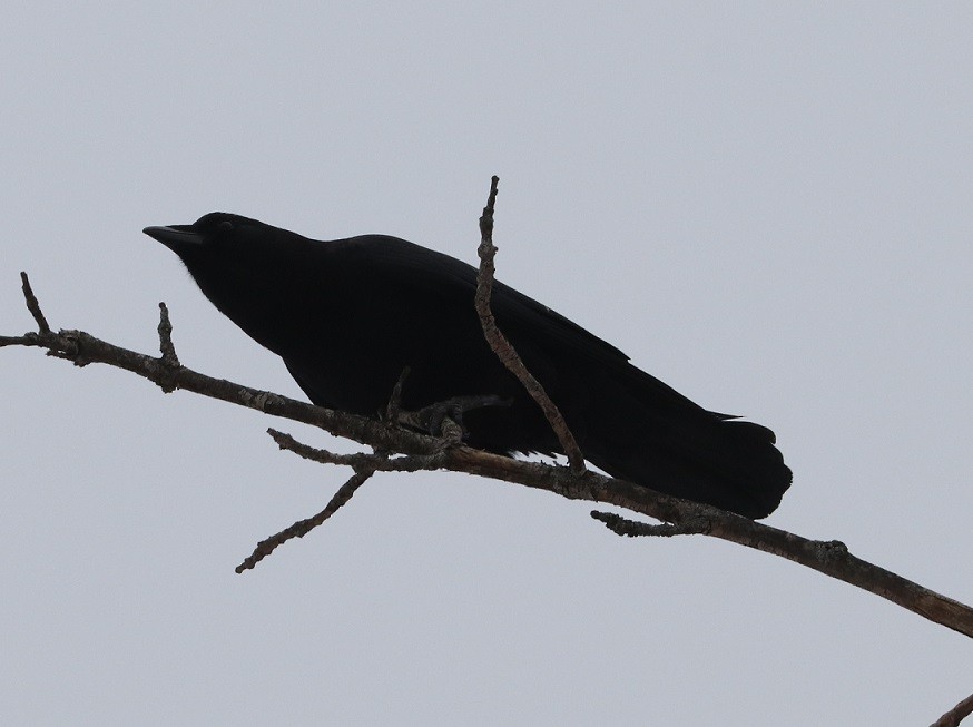 American Crow - ML629412914