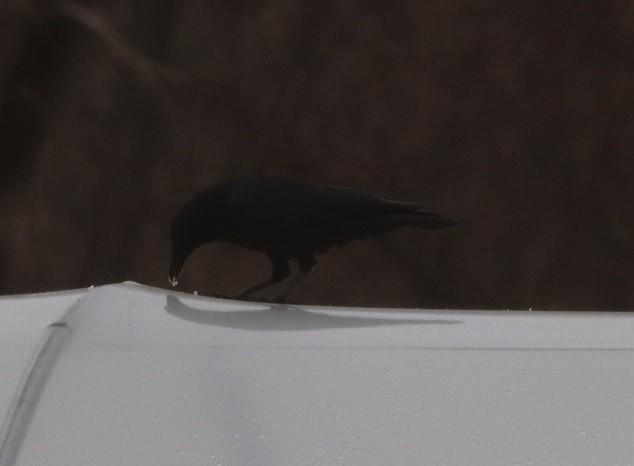 American Crow - ML629412915