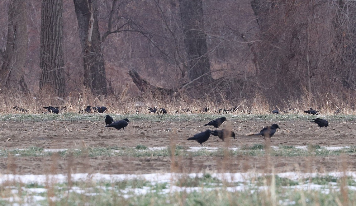 American Crow - ML629412919
