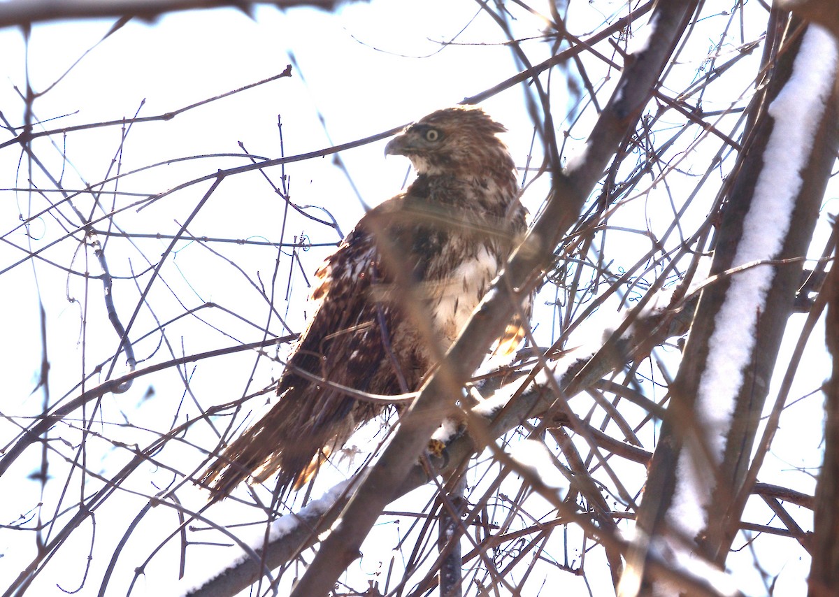 Red-tailed Hawk - ML629412929