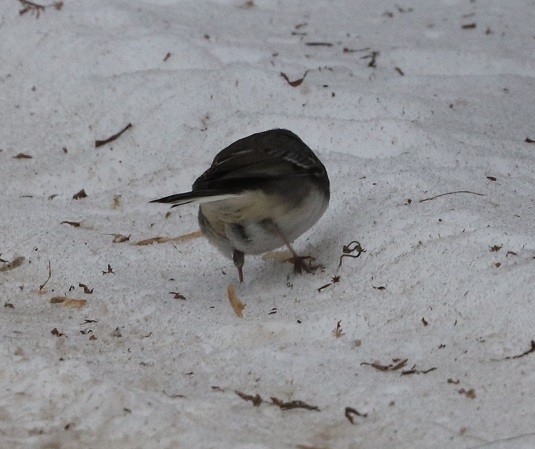 Dark-eyed Junco - ML629412937