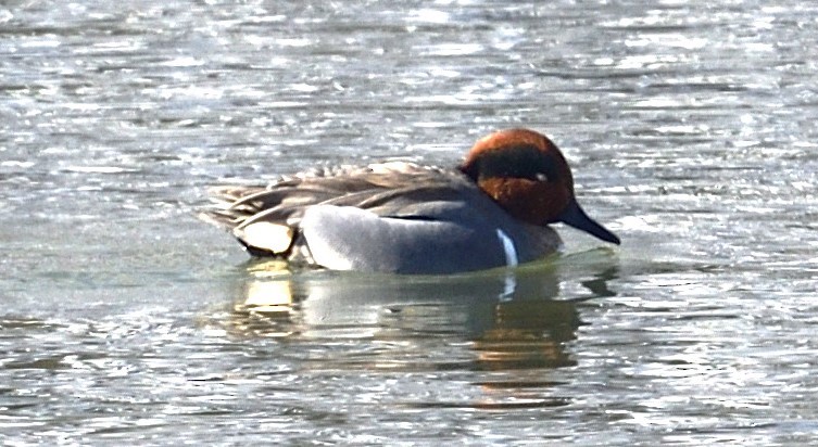 Green-winged Teal - ML629412972