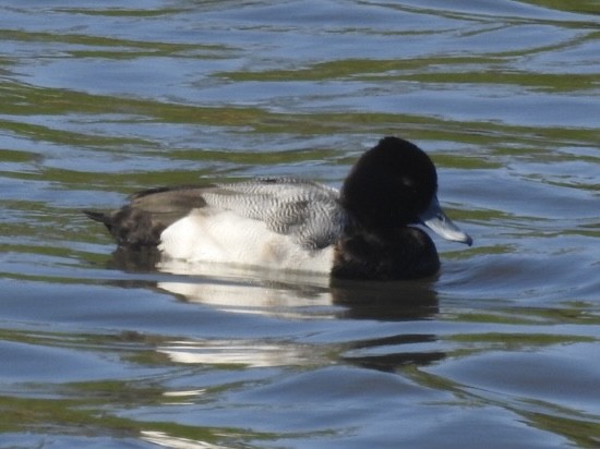 Lesser Scaup - ML629413084