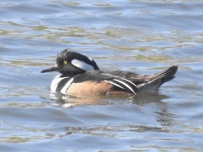 Hooded Merganser - ML629413091