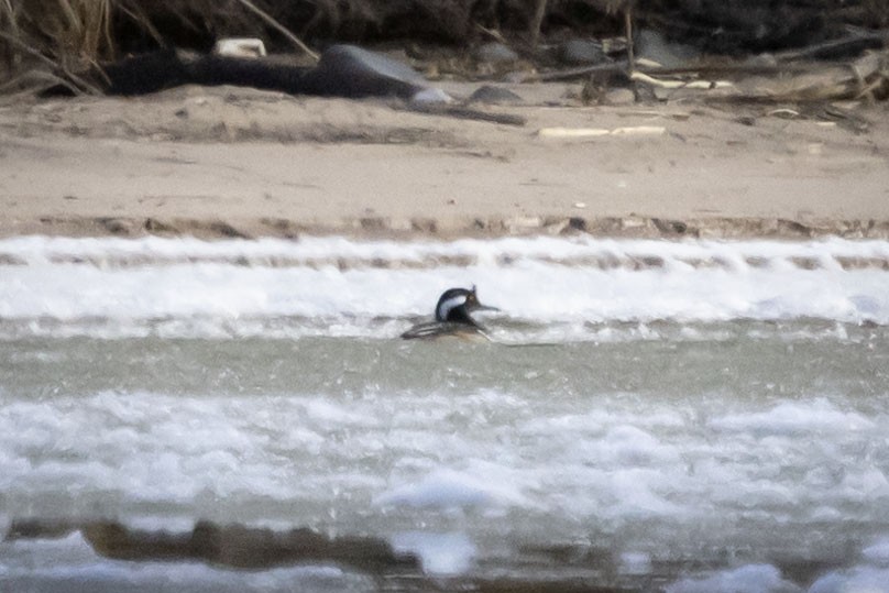 Hooded Merganser - ML629413274