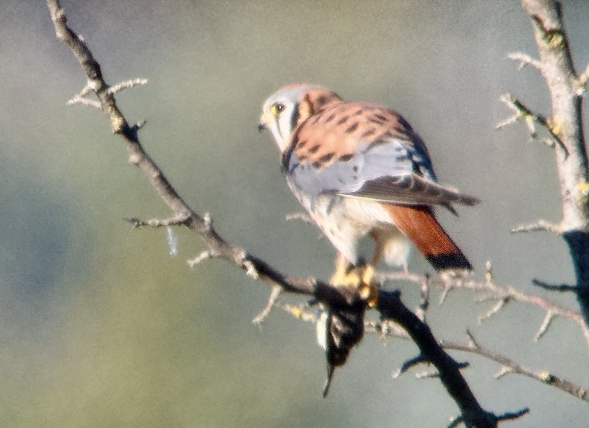 American Kestrel - ML629413292