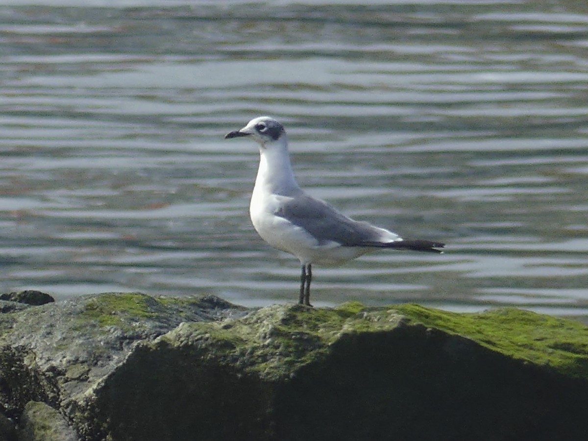 Franklin's Gull - ML629413333