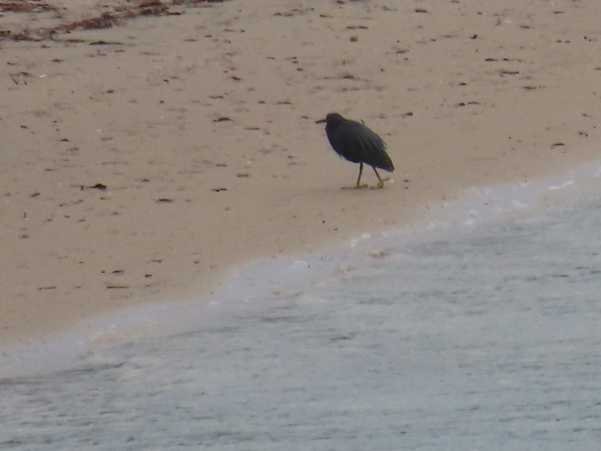 Pacific Reef-Heron - ML629413407