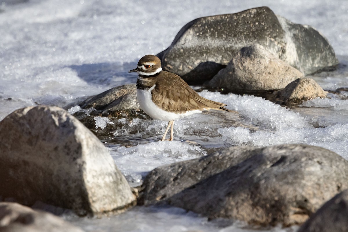 Killdeer - ML629413521