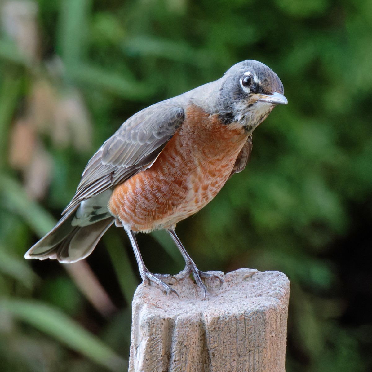 American Robin - ML629413588