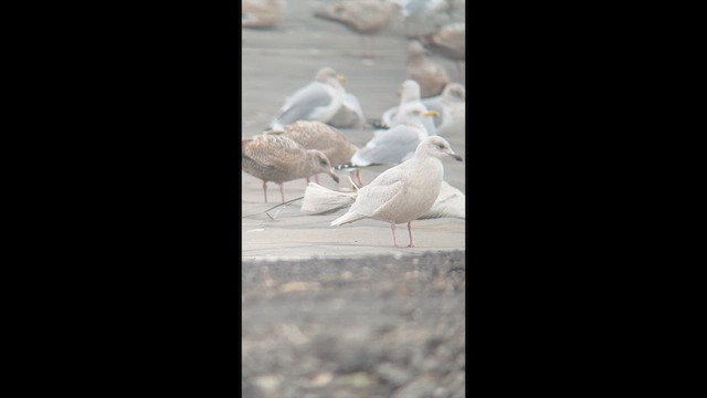 grønlandsmåke (kumlieni) - ML629413590