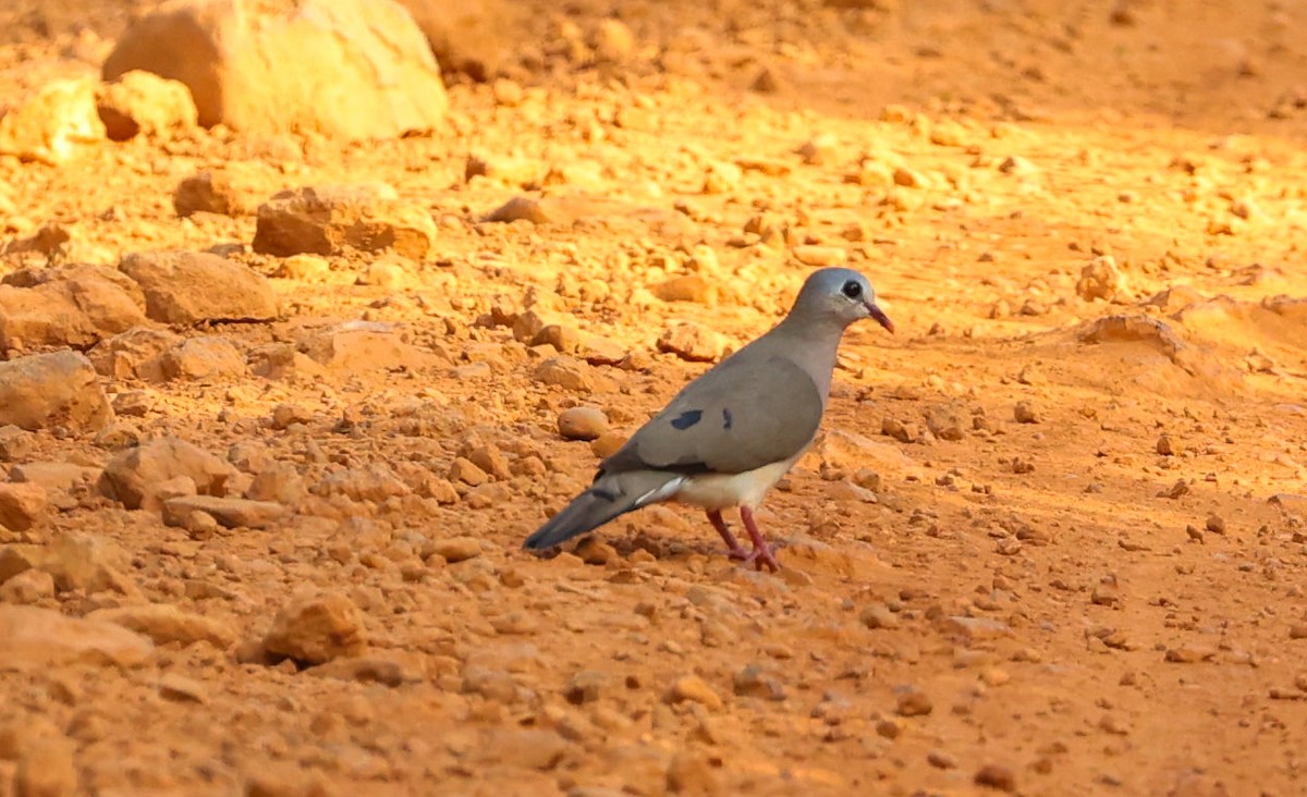 Blue-spotted Wood-Dove - ML629413618