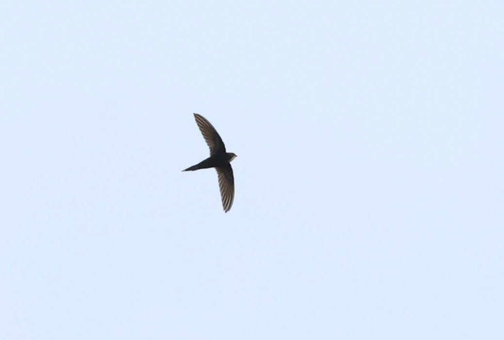 White-rumped Swift - ML629413637