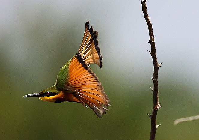 Little Bee-eater - ML629413644