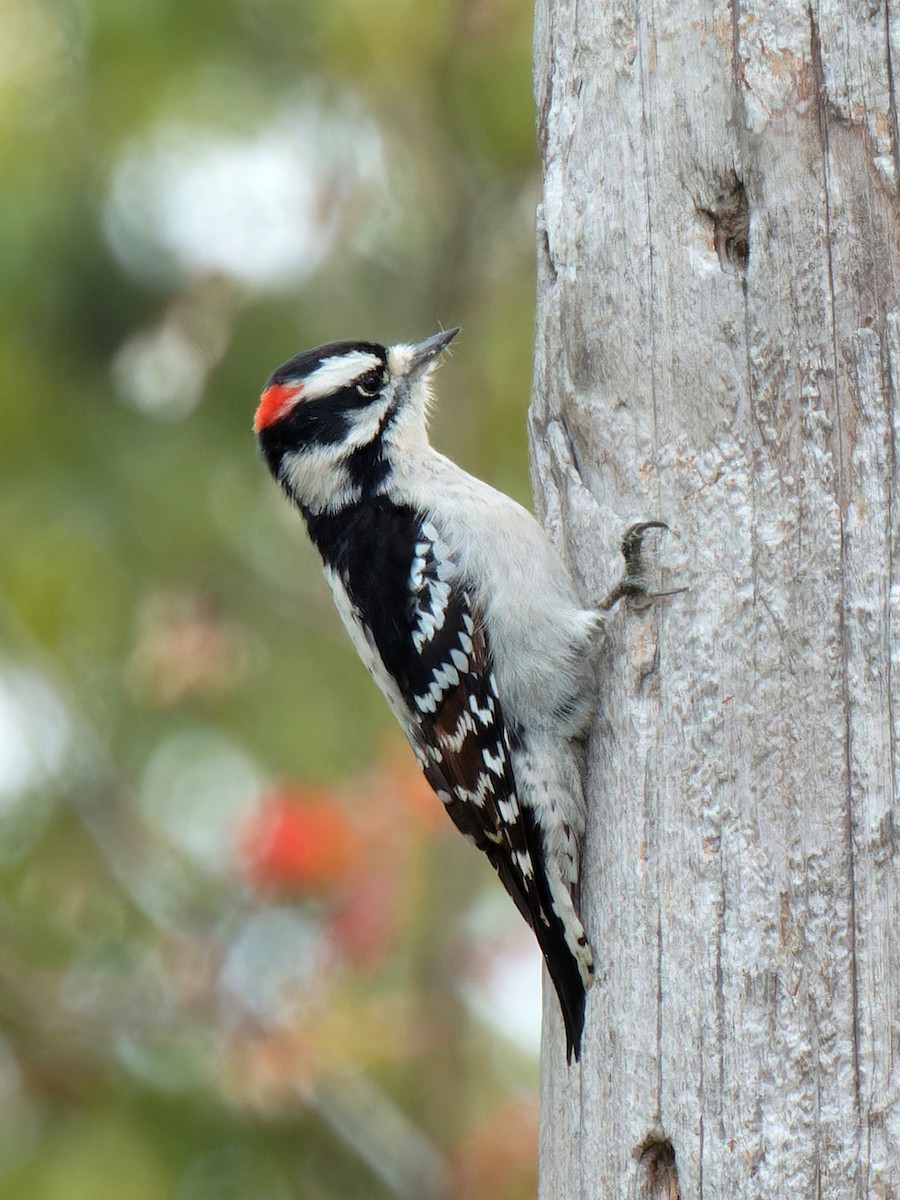 Downy Woodpecker - ML629413733