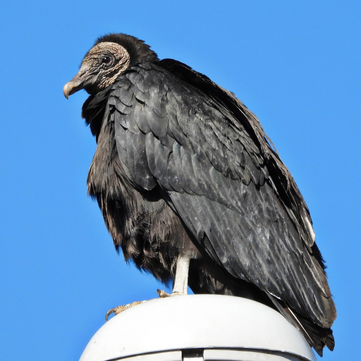 Black Vulture - ML629413740