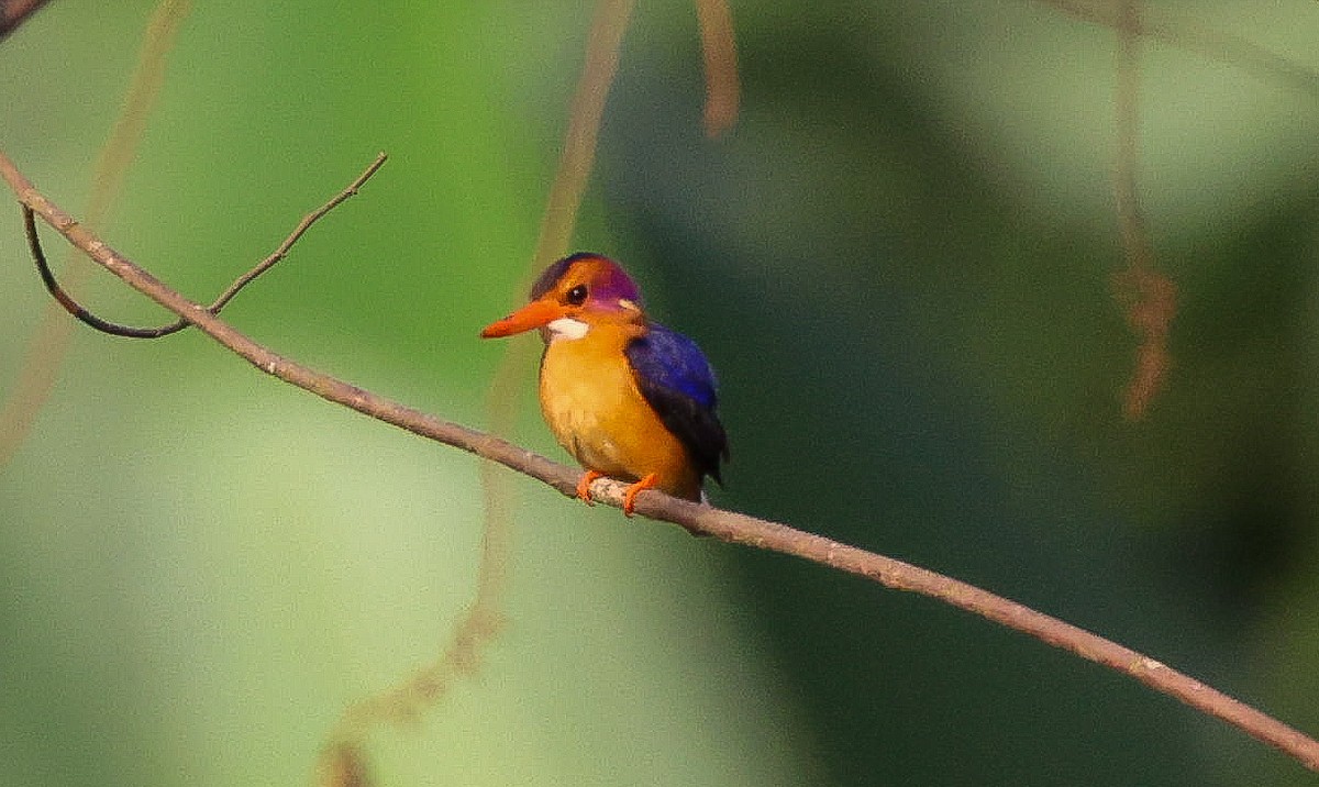 African Pygmy Kingfisher - ML629413743