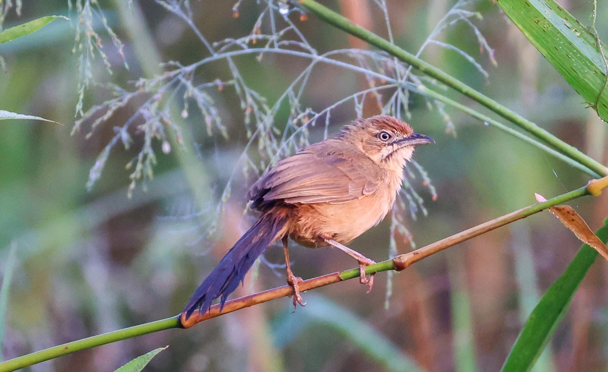 Moustached Grass-Warbler - ML629413763