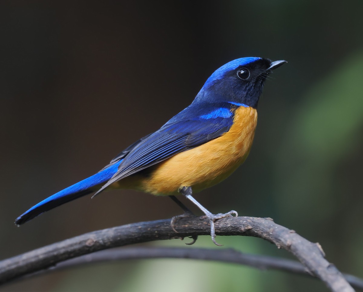Rufous-bellied Niltava - ML629413768