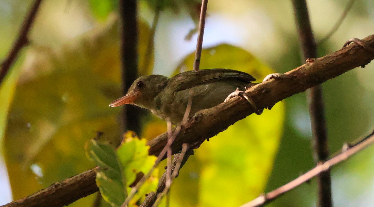 Gray Longbill - ML629413780