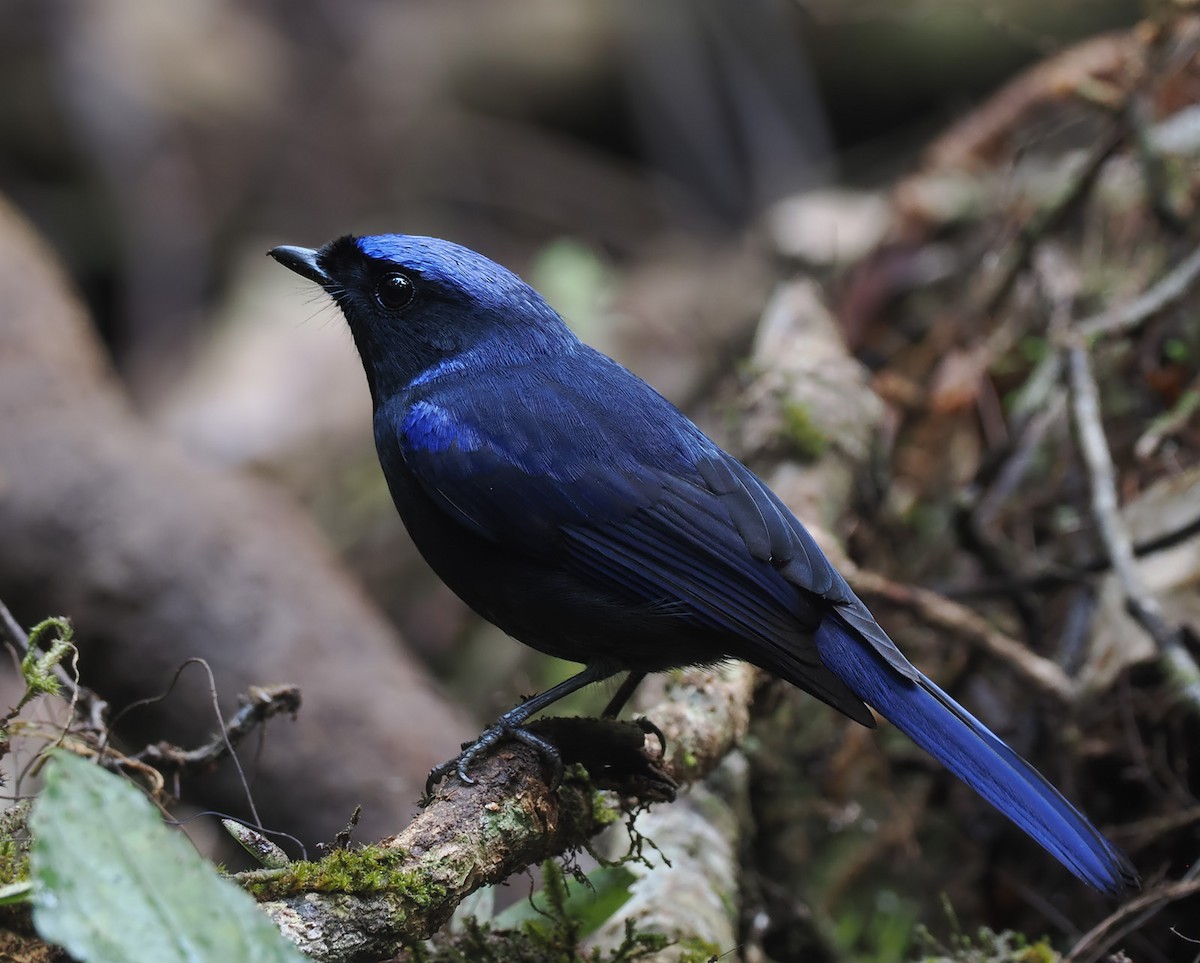 Large Niltava (Large) - ML629413804