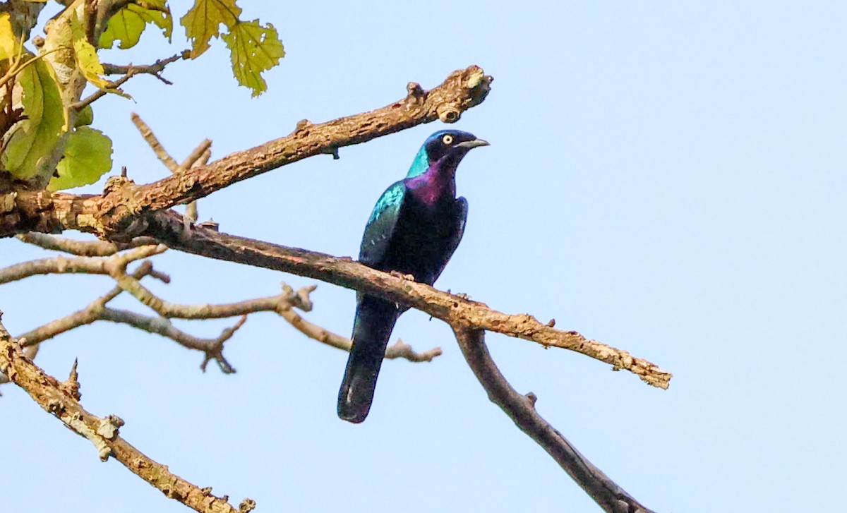 Splendid Starling - ML629413829