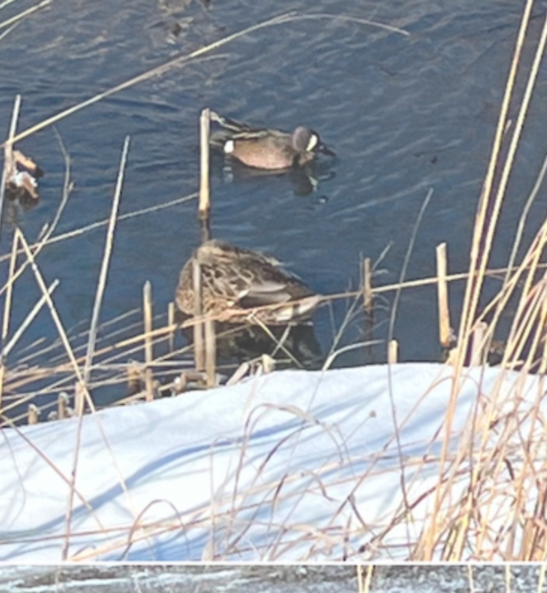 Blue-winged Teal - ML629413921