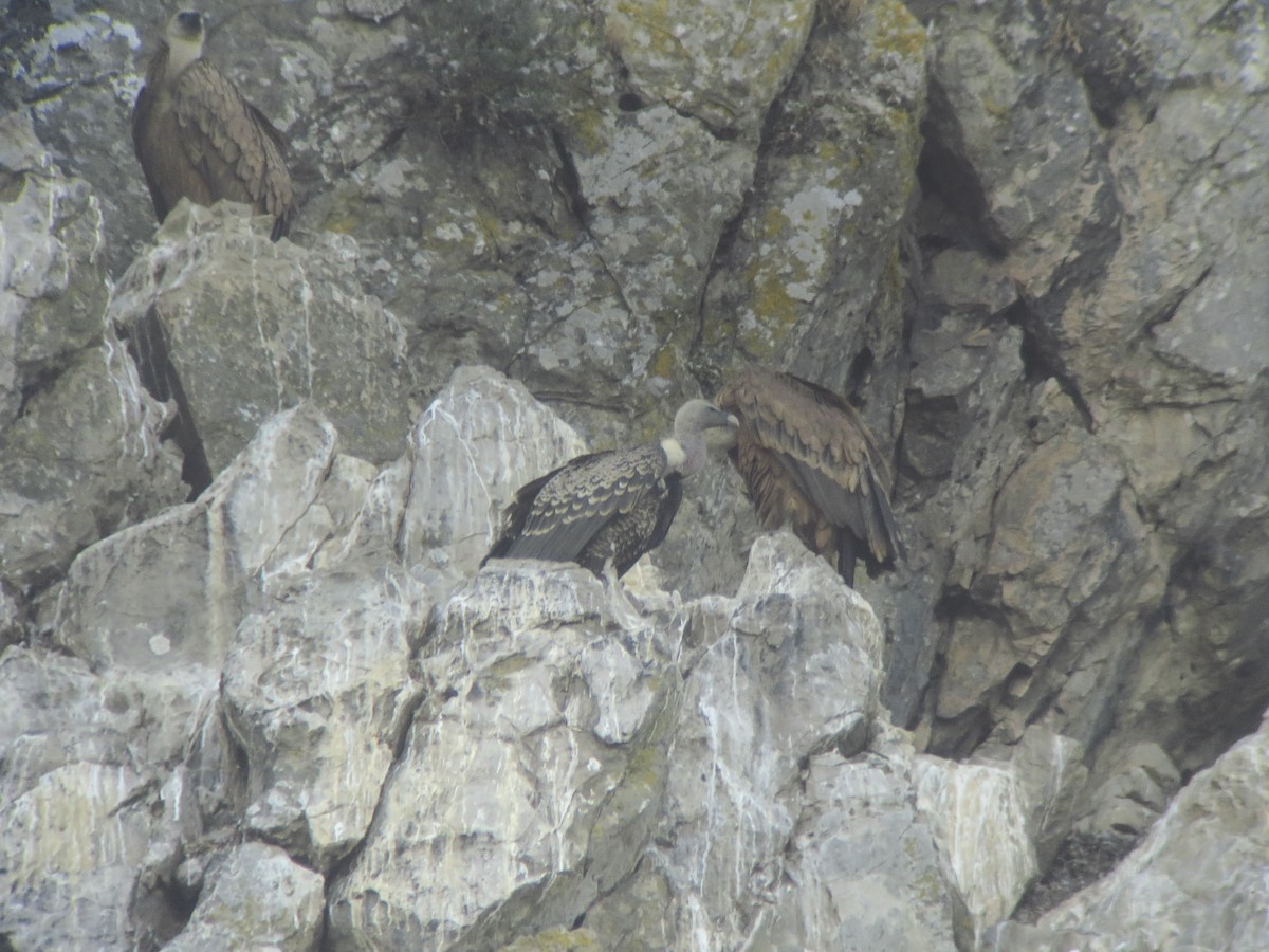 Rüppell's Griffon - ML629414002