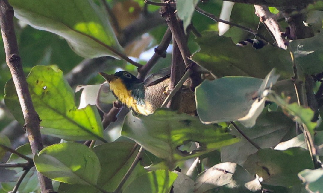 Yellow-throated Cuckoo - ML629414021