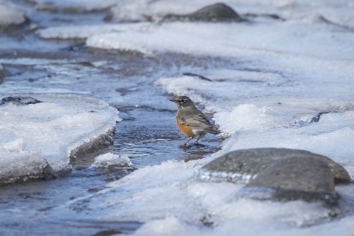 American Robin - ML629414034