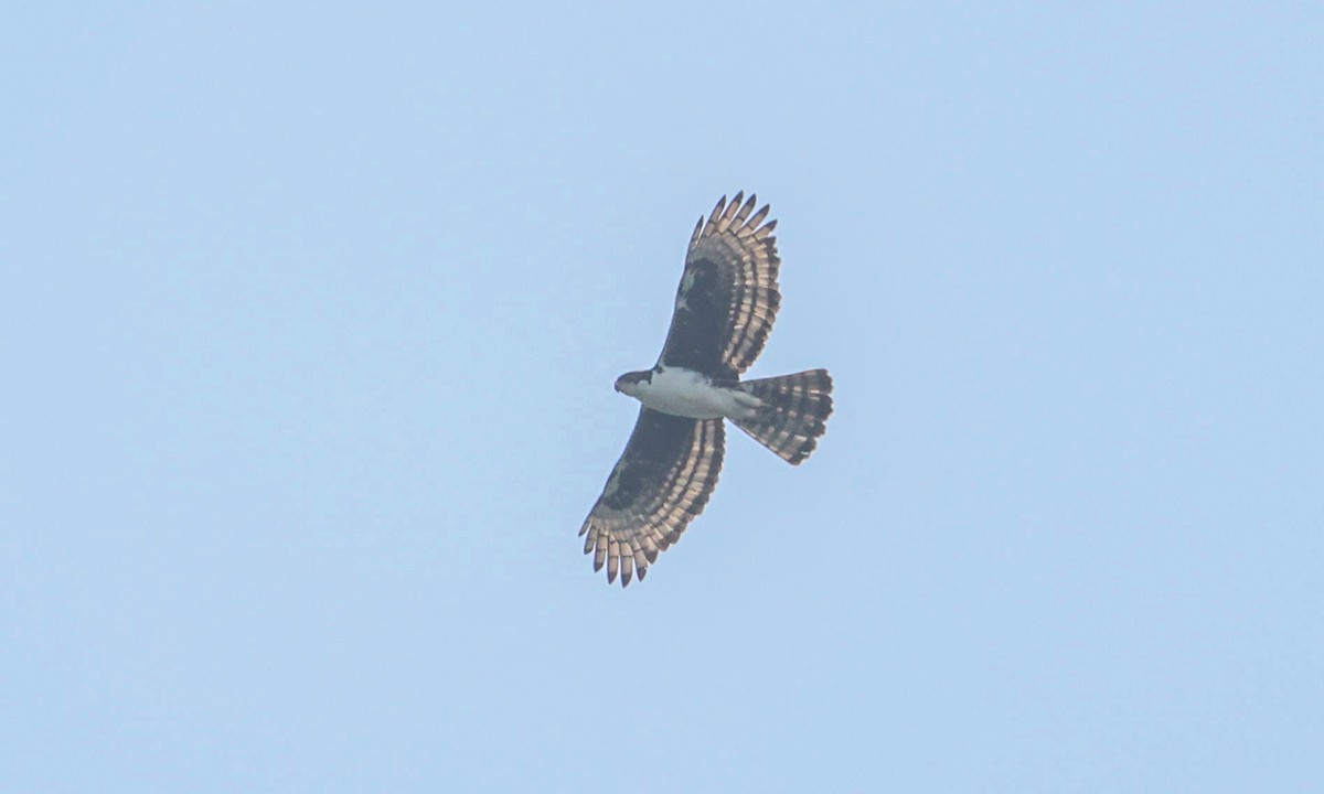 Cassin's Hawk-Eagle - ML629414064