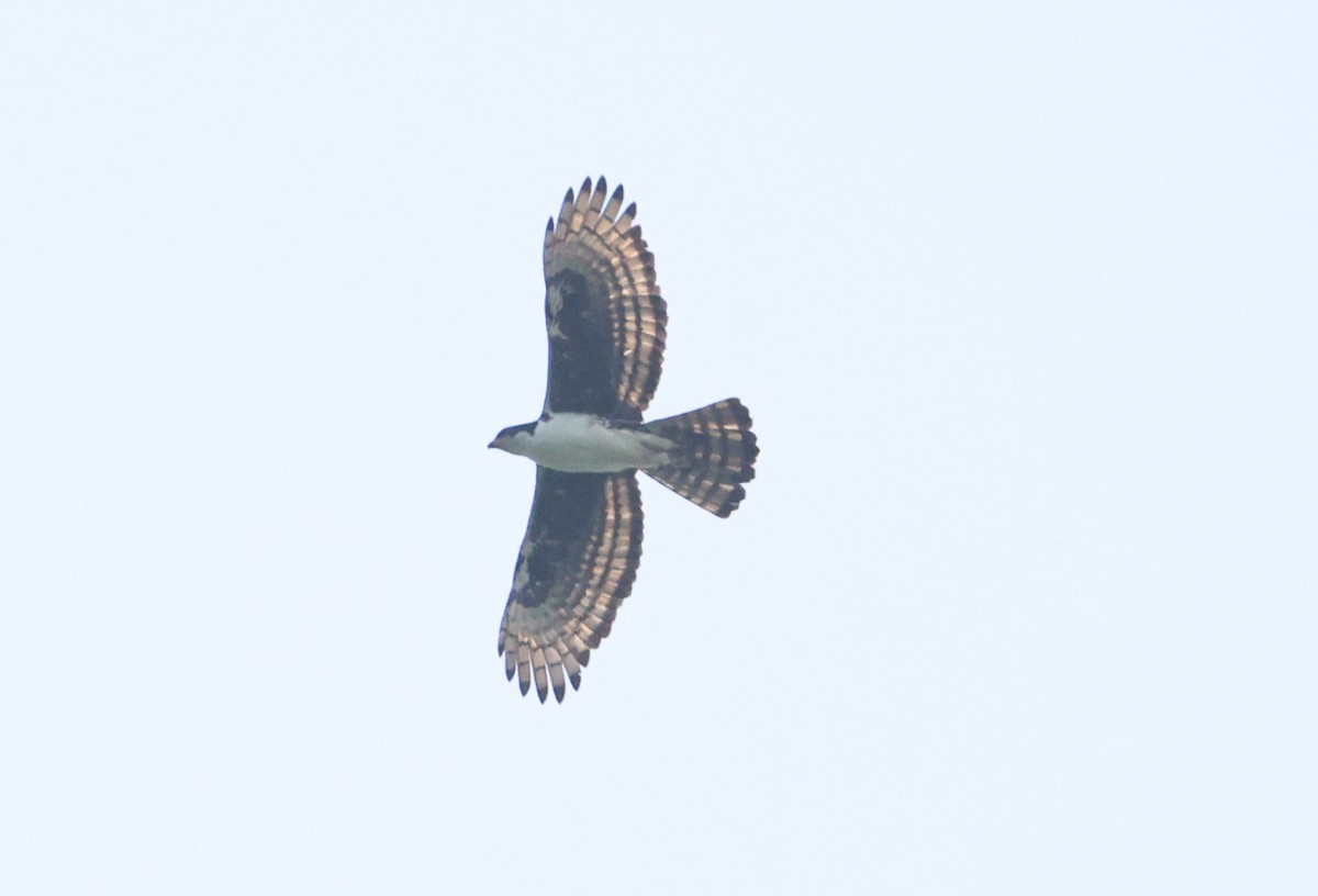 Cassin's Hawk-Eagle - ML629414065