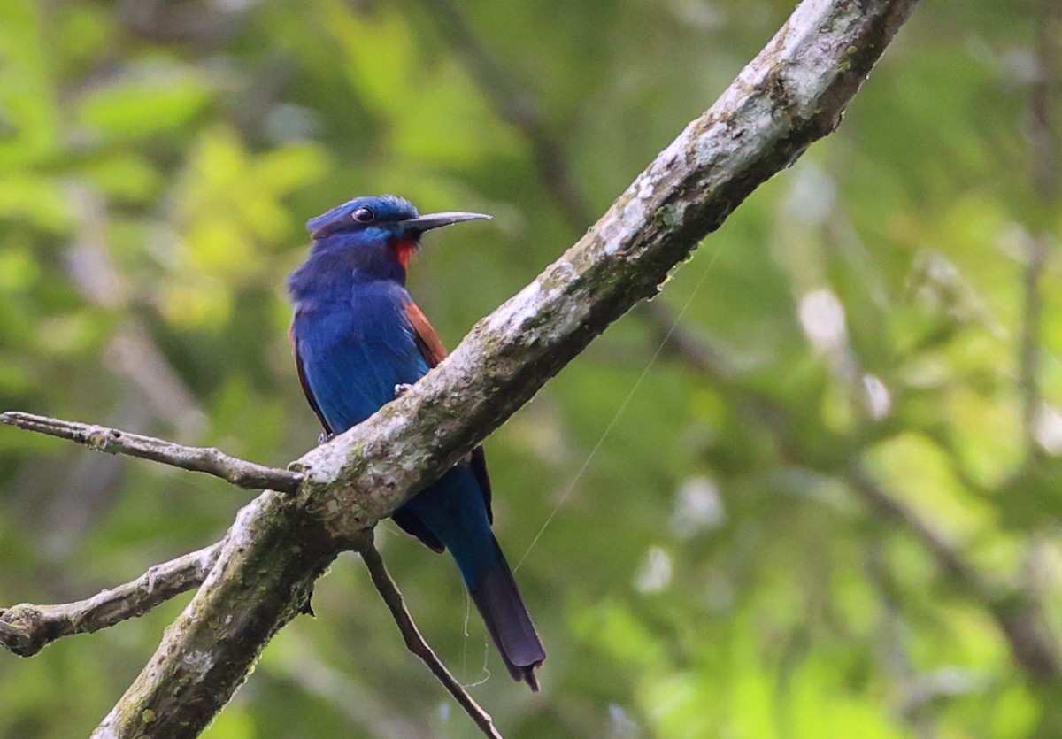 Blue-moustached Bee-eater - ML629414075