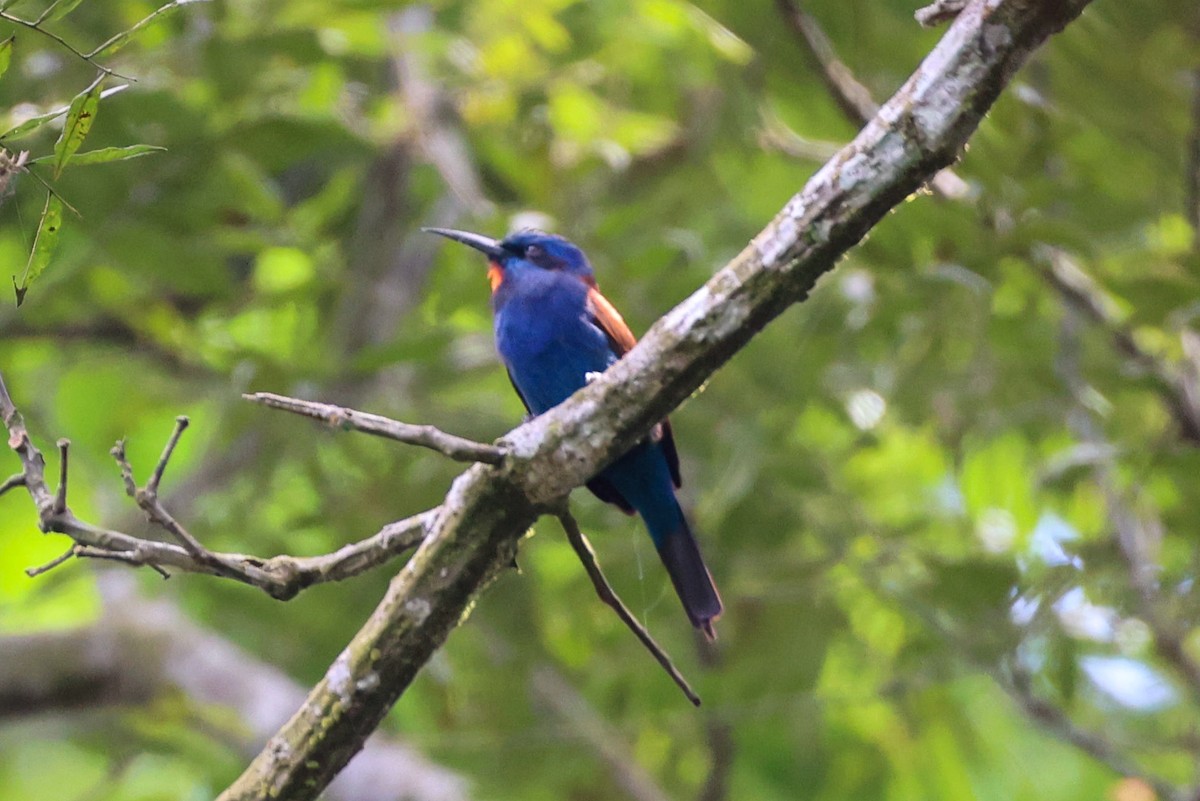 Blue-moustached Bee-eater - ML629414076