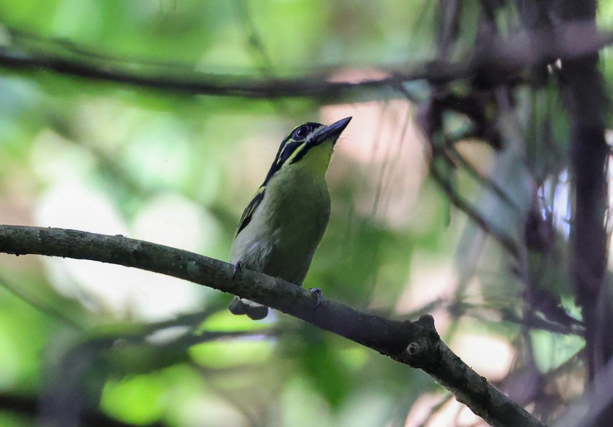 Yellow-throated Tinkerbird - ML629414090